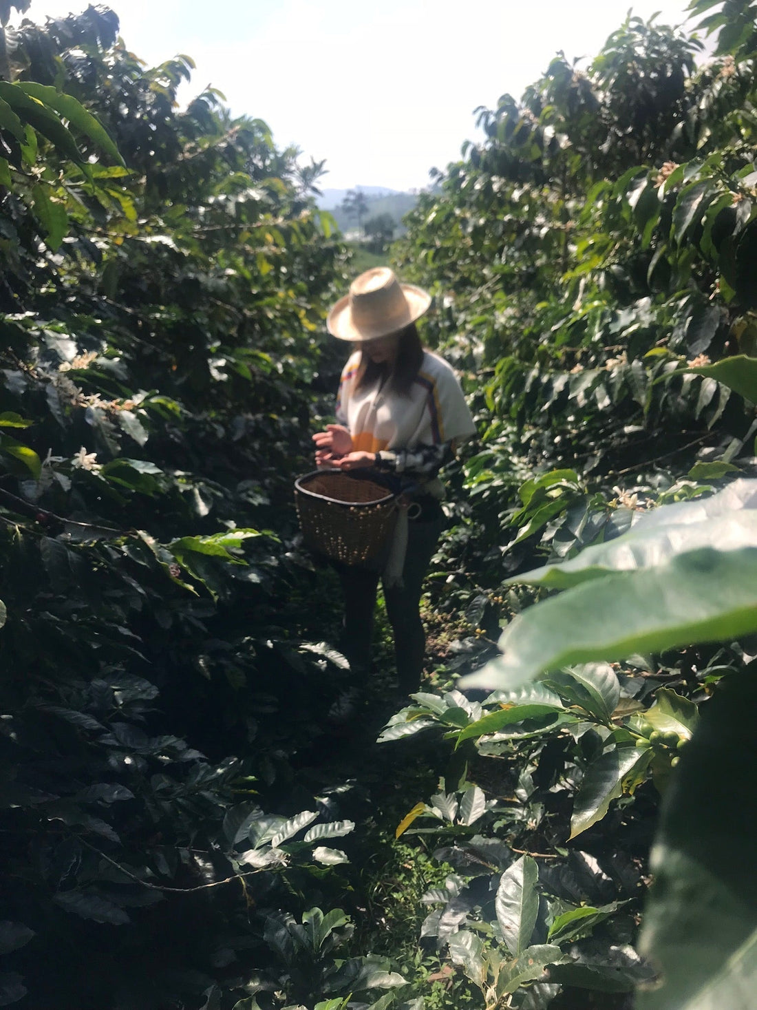Discover the Superlative Benefits of Single Origin Coffee