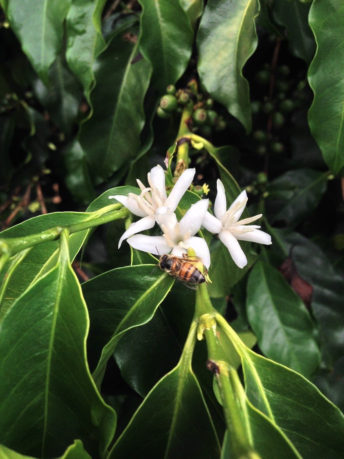 Critical Contribution: How Bees Improve Single Origin Coffee Crops